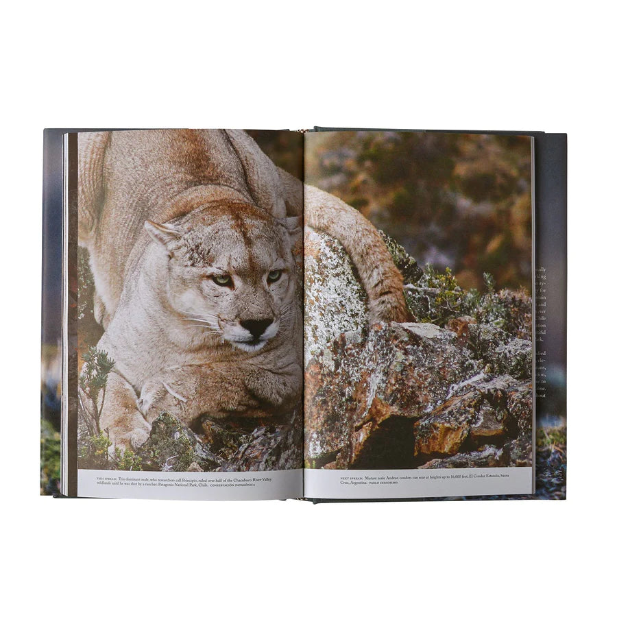 BOOK - Path of the Puma (hardcover)